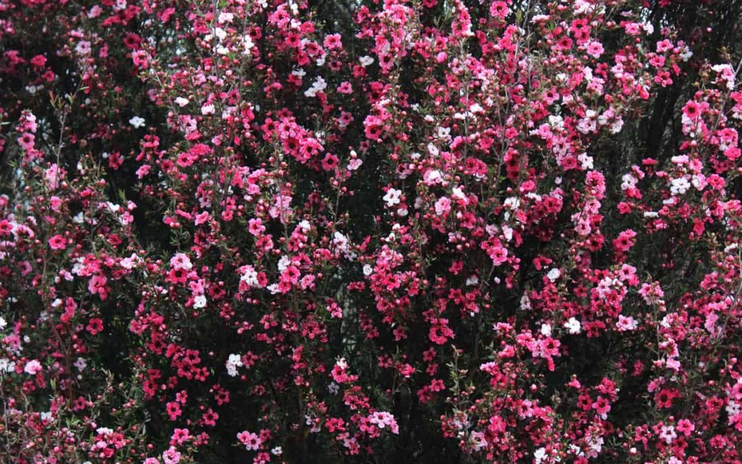 Native Tree Garden