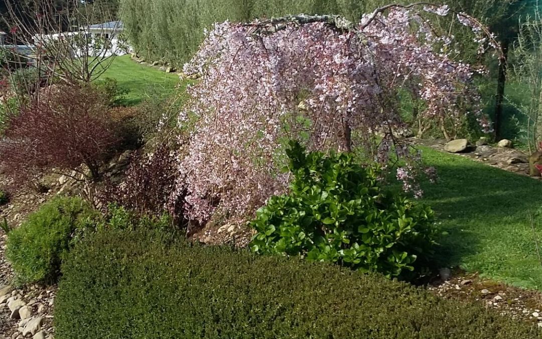 Summer House Garden