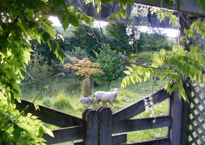 Gate Sheep, Wisteria