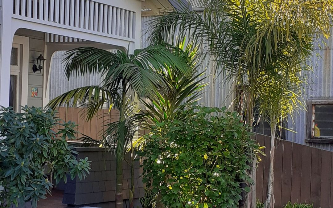 Palm Haven
