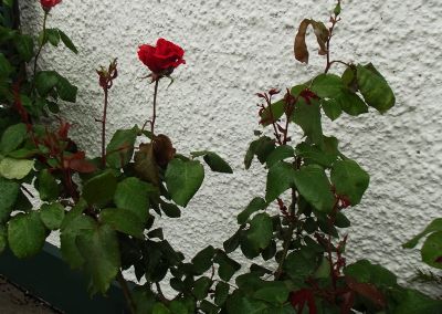 Rose Cottage Rose Wall