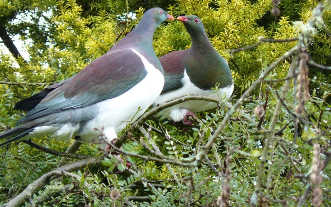 Kererū