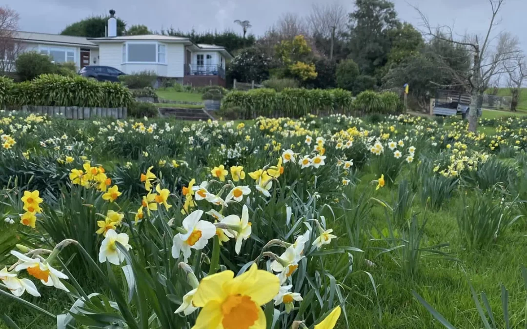 11: Summerfield Garden