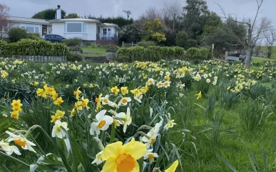 11: Summerfield Garden