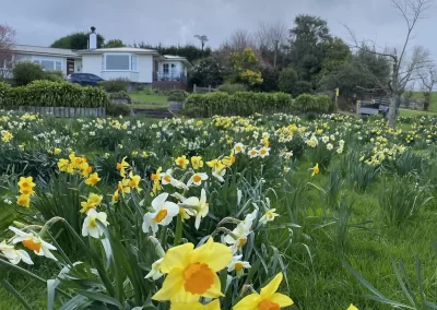 Summerfield Daffodils Spring Wairarapa Garden Tour 2025