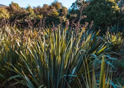 Pukaha Harakeke1 Wairarapa Garden Tour 2025