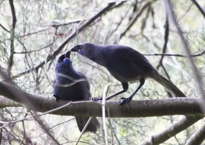 Pukaha Wild kokako Wairarapa Garden Tour 2025