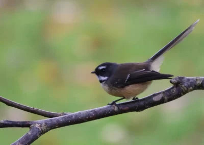 Pukaha fantail Wairarapa Garden Tour 2025